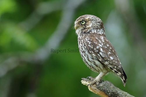 Wild Owls of Exmoor by Rupert Smith